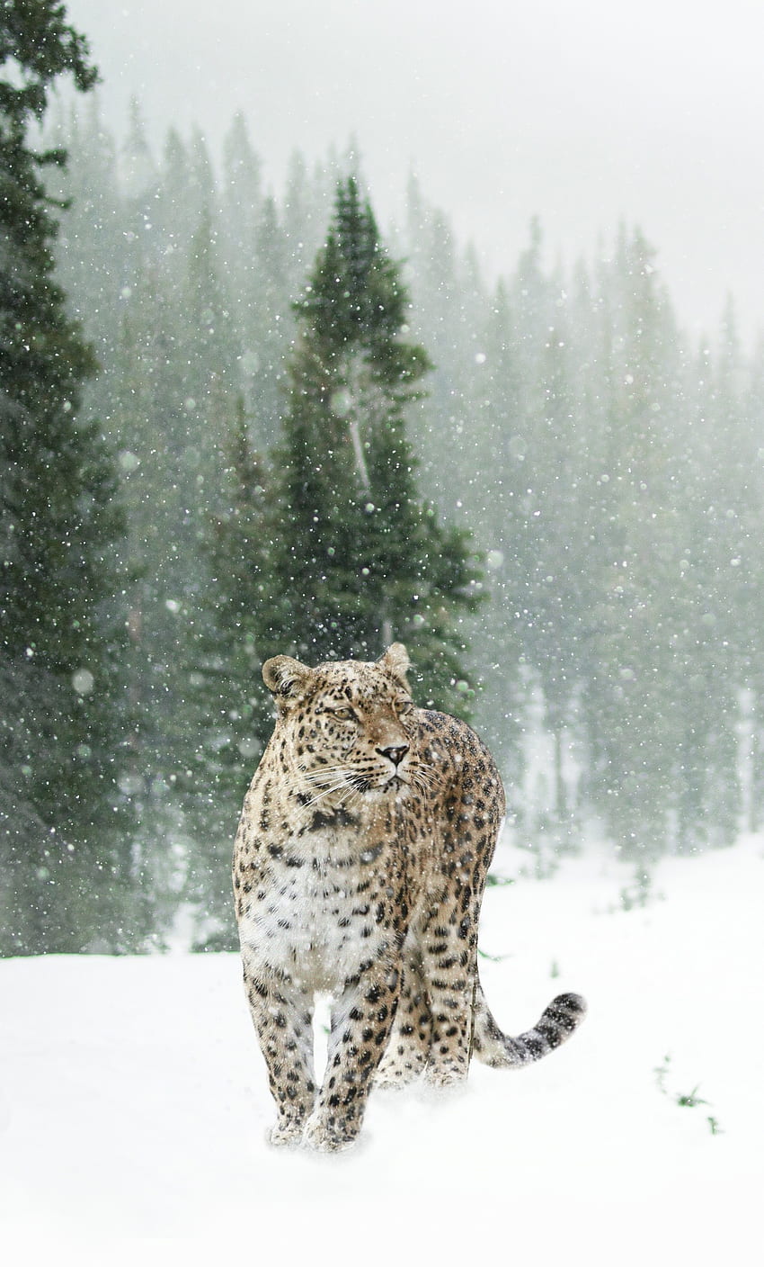 Leopardo persa en iPhone de nieve, y Leopardo de invierno fondo de pantalla del teléfono