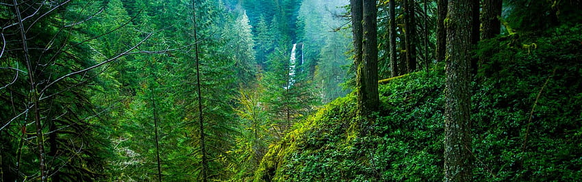 Тихоокеански северозапад. 12 най-добри тихоокеански северозапад, дървета, гори и Съединени щати, PNW HD тапет