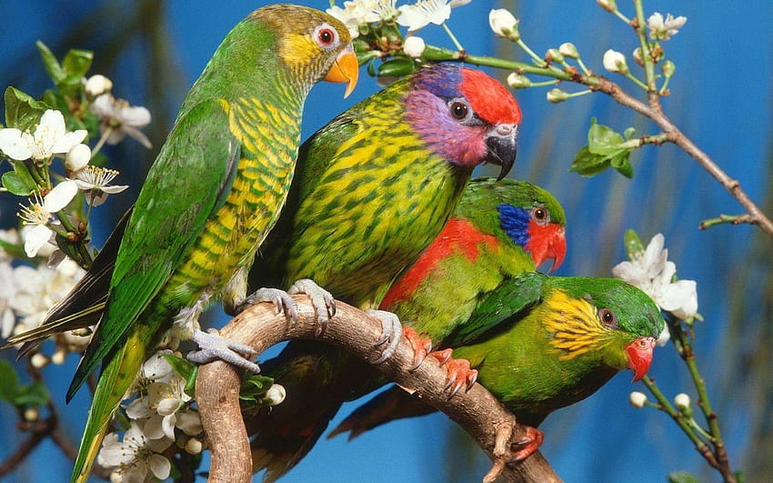 parrots, blue, colorful, birds, flowering branch, purple, pink, green, yellow, red HD wallpaper