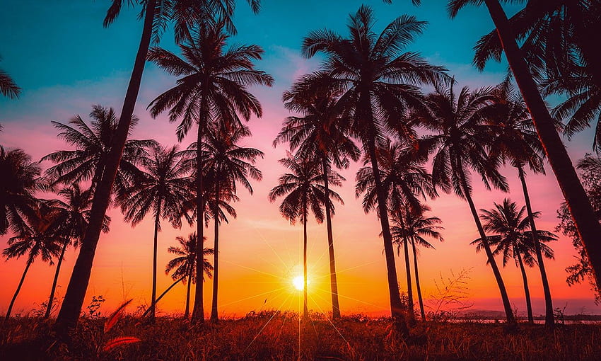 Foto California Sunset Palm Trees Tapeta HD