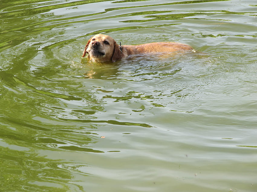 Po prostu kochaj tę wodę, psa, pływanie, labradora, brąz, wodę Tapeta HD