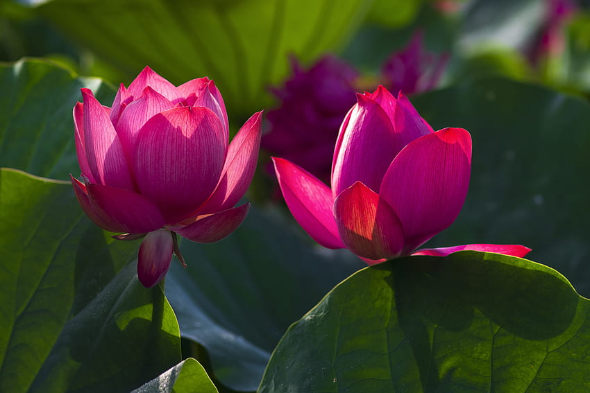 Pink Lotus, Flowers, Lotus, Leaves, Duo HD wallpaper