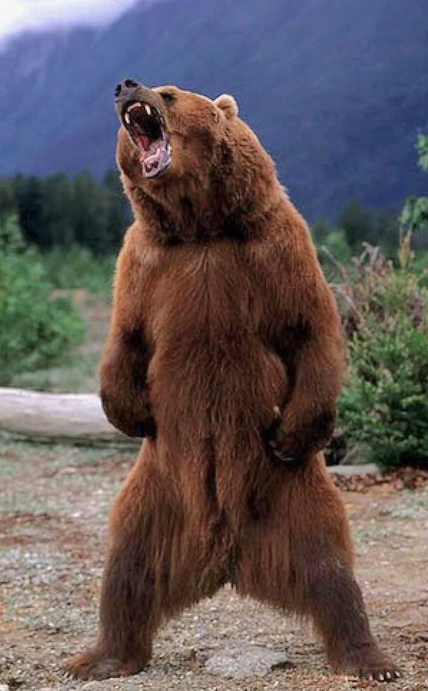 Kodiak bear, Grizzly bear HD phone wallpaper