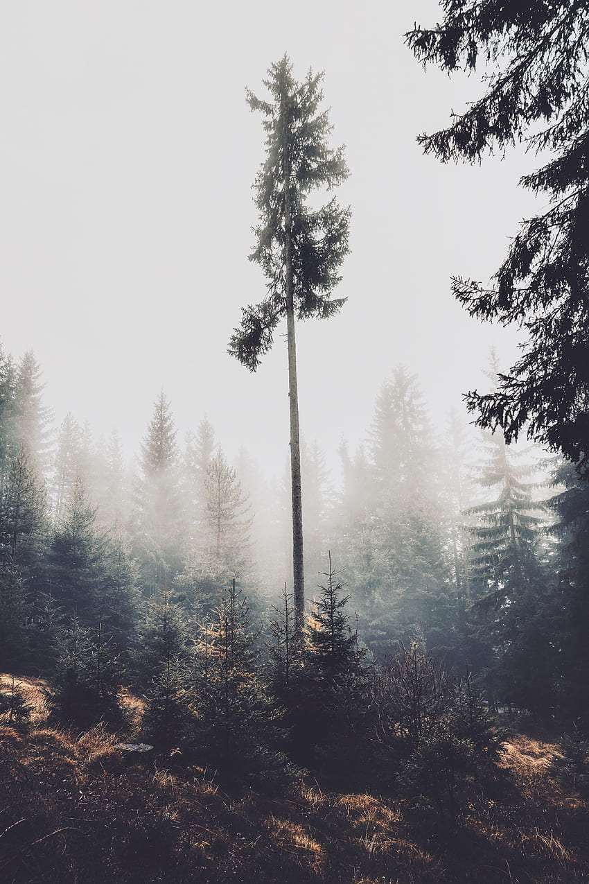 Natura, drzewa, sosna, drzewa iglaste, las, mgła Tapeta na telefon HD