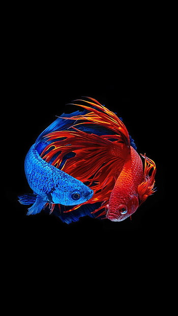 Fish iPhone HD wallpapers: Một trong những hình nền thịnh hành nhất cho người yêu thích động vật biển - hình nền cá. Được thiết kế với độ phân giải cao và sắc sảo, hình nền cá iPhone HD sẽ mang đến cho bạn cảm giác yên bình và thư giãn.