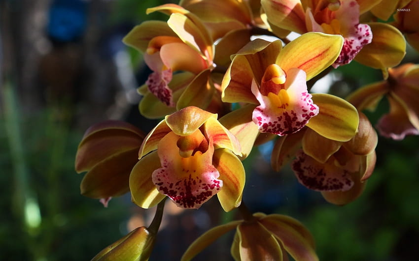 Orange orchids [2] - Flower HD wallpaper | Pxfuel