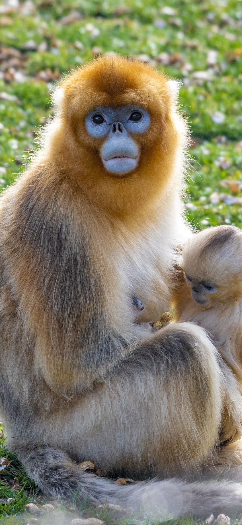Golden Monkey Mother And Baby IPhone 11 Pro XS Max HD phone wallpaper