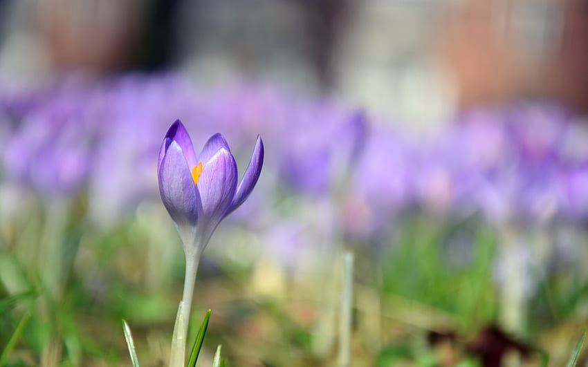 Минзухар, природа, цветя, пролет HD тапет