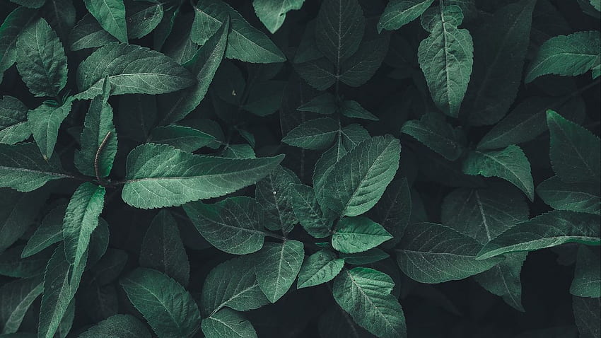 Leaves, Green, Plant - Aesthetic Nature Background Green - HD wallpaper |  Pxfuel