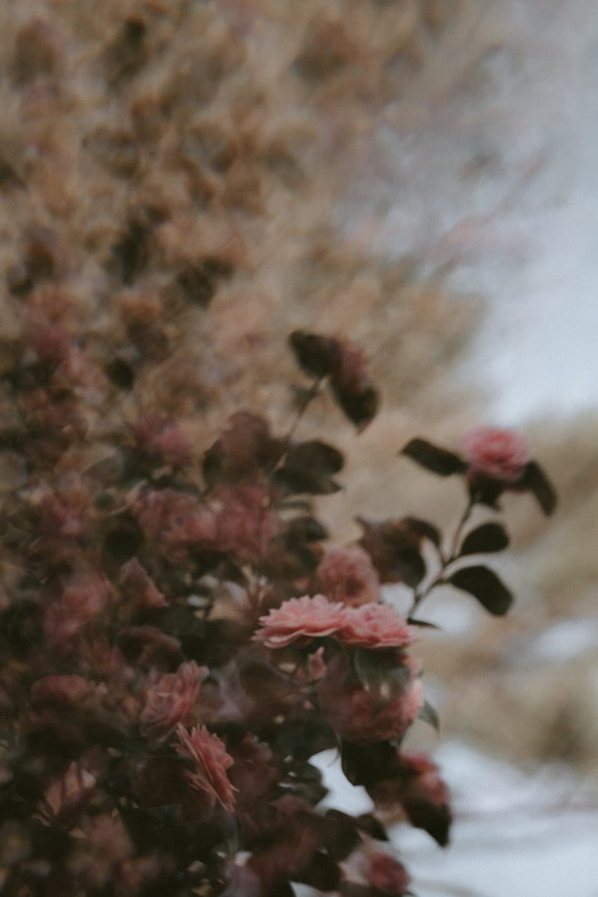 shallow focus of pink flowers – Grey, Grunge Flowers HD phone wallpaper
