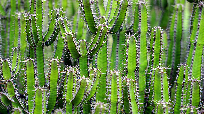 Blumen, Blume, Pflanze, Kaktus, Stacheln, Dornen HD-Hintergrundbild