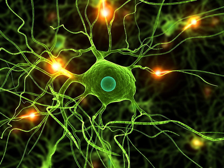 神経、神経科学 高画質の壁紙