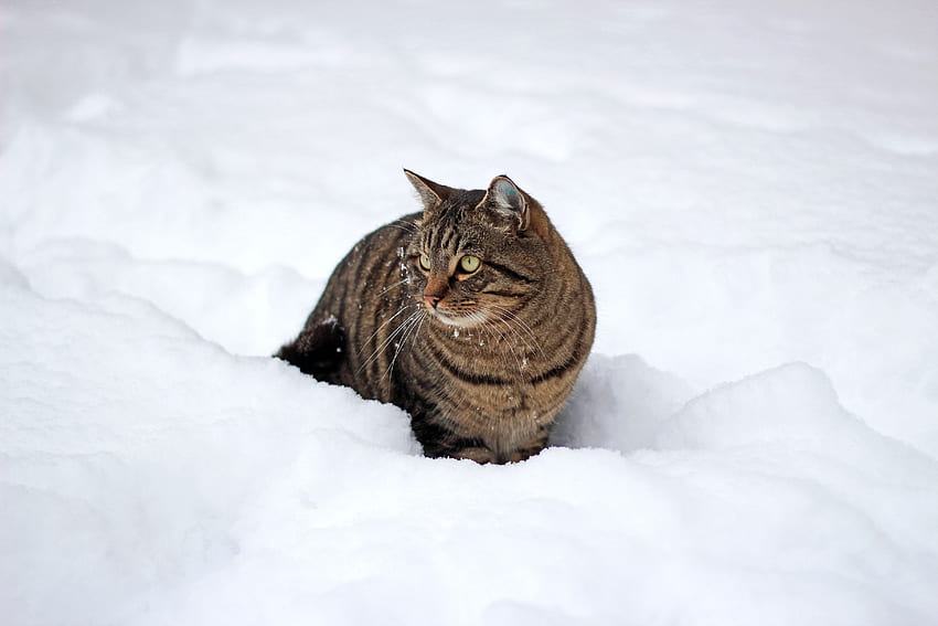 Animales, Invierno, Nieve, Gato, Paseo fondo de pantalla