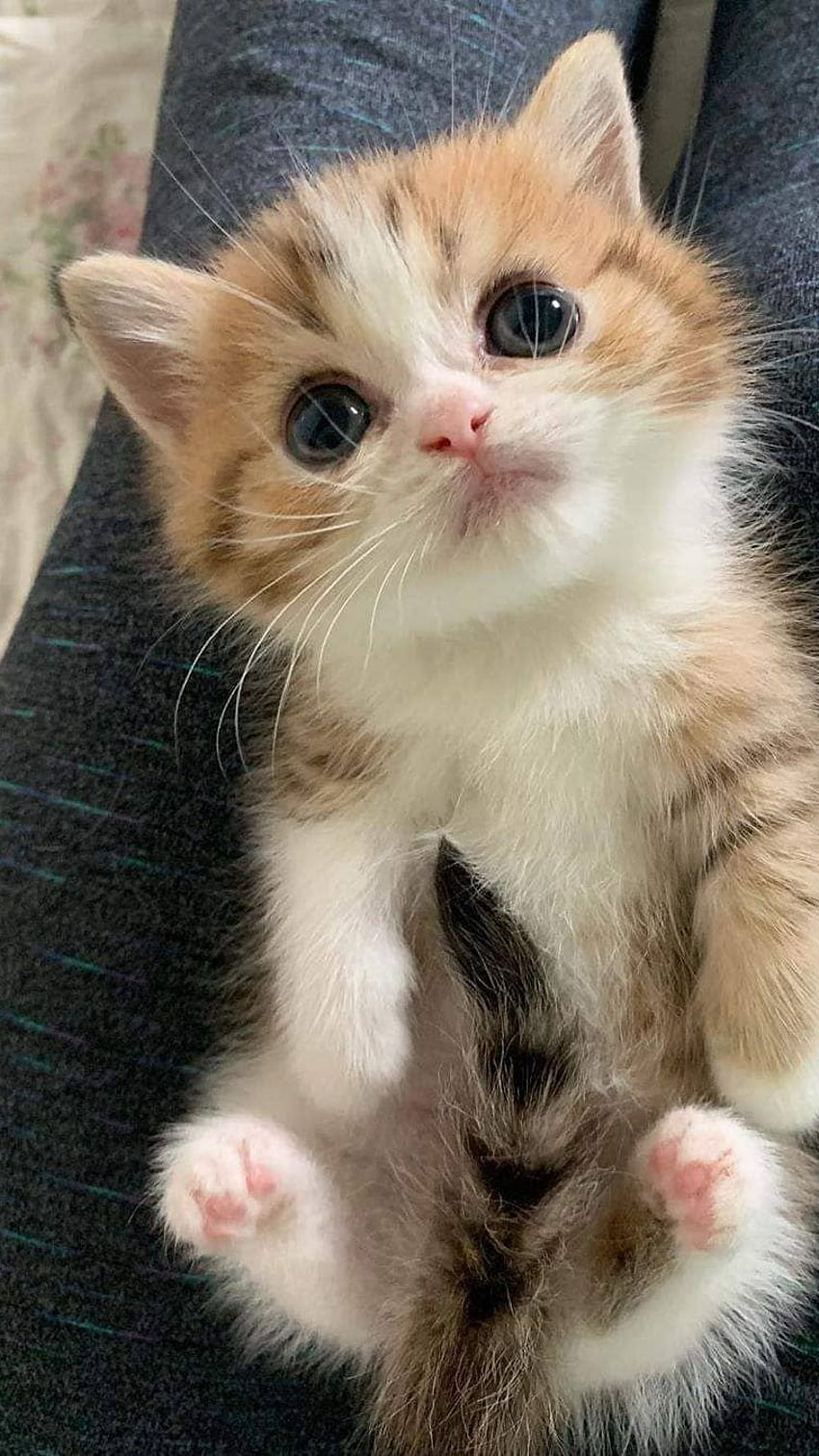 Cute Baby Cat, Cute Adorable Baby Cat, Cat HD phone wallpaper