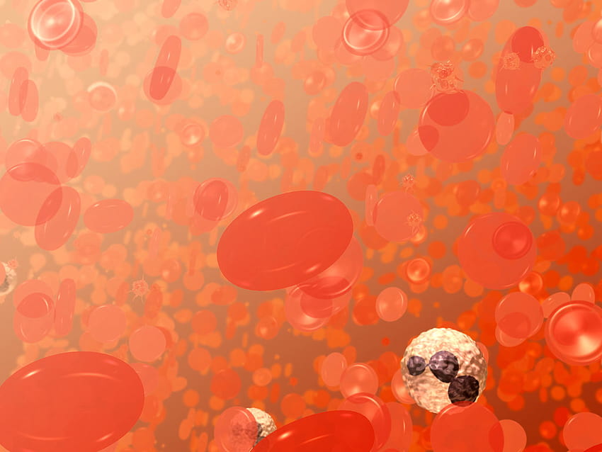 Red Blood Cells Illustration. This is a field of blood cell HD wallpaper