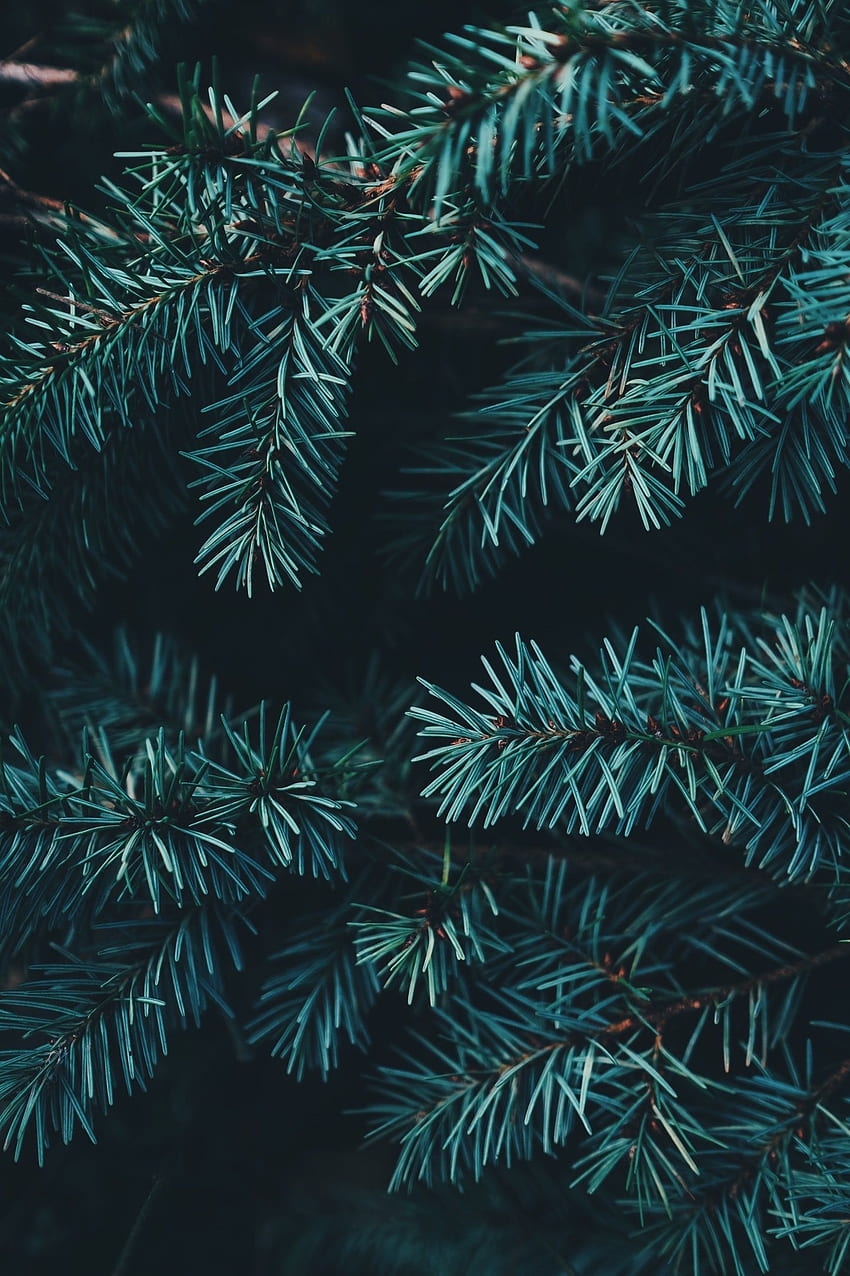 Close Up Of Needles On An Evergreen Tree. wallpaper ponsel HD