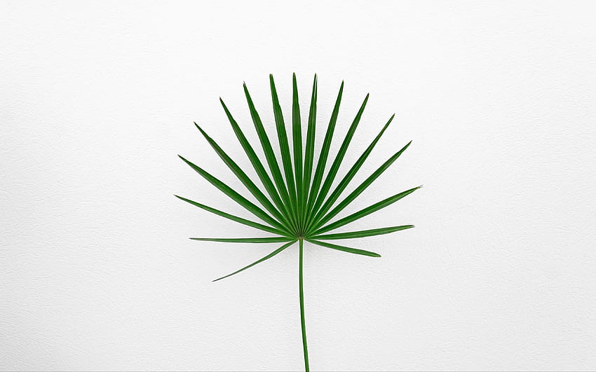 leaf, plant, minimalism, green, white, Minimalist Leaf HD wallpaper