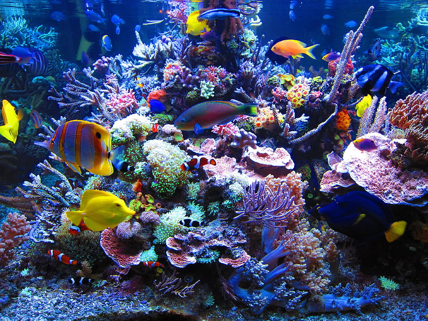 Marine Aquarium, Saltwater Aquarium HD wallpaper