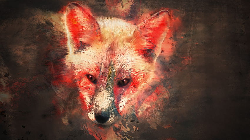 Fox , Black and Red Fox HD wallpaper