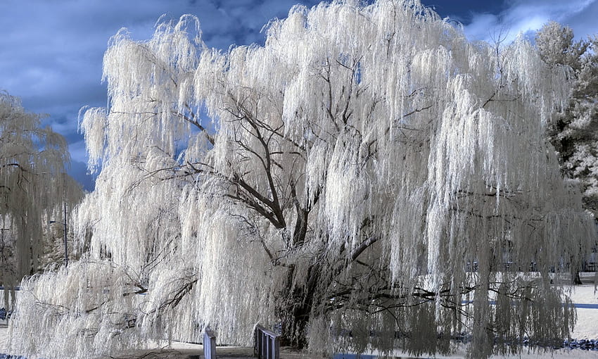 Willow . Willow, Willow Tree HD wallpaper