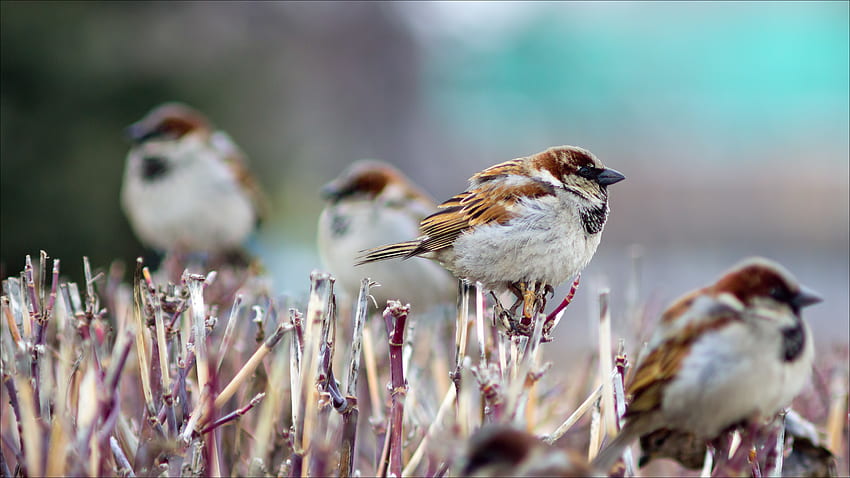 Animals, Winter, Birds, Branch, Sparrows HD wallpaper