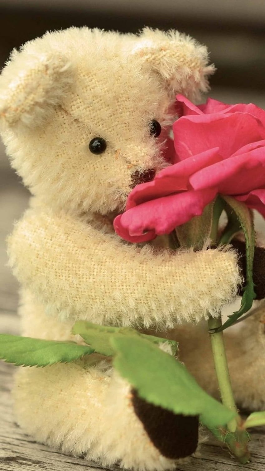 Beautiful Teddy Bear, Pink Rose HD phone wallpaper