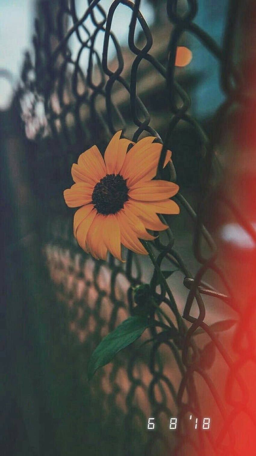 By Sofie Mendes on Flowers. Sunflower , Aesthetic, Grunge Flowers HD phone  wallpaper | Pxfuel