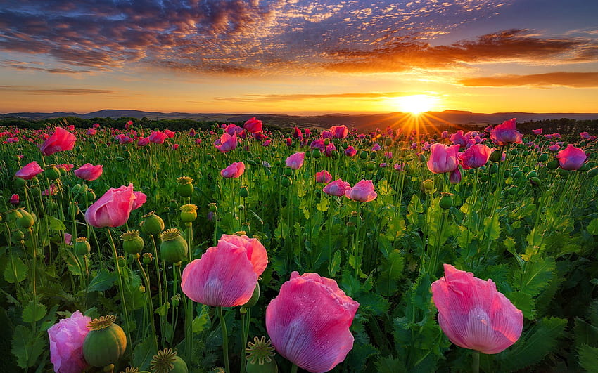 분홍색 양귀비, 여름, 양귀비, 들판, 아름다운 꽃, 일몰, 일출이 있는 들판 위로 일출 HD 월페이퍼