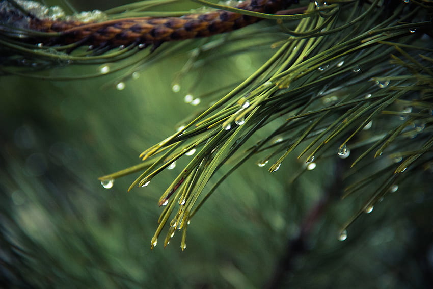 Water drops, green, pine leaves, close up HD wallpaper