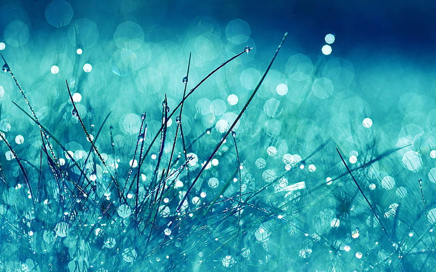 Gras, Makro, Blendung, Glanz, Licht, Hell, Brillanz HD-Hintergrundbild