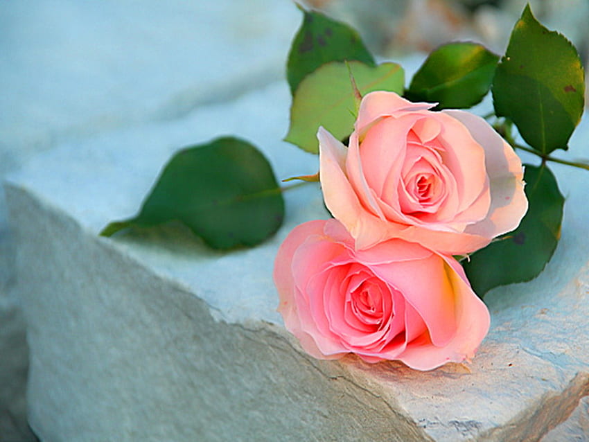 Sweetheart pink, two, pink, leaves, sweetheart roses, beauty HD wallpaper
