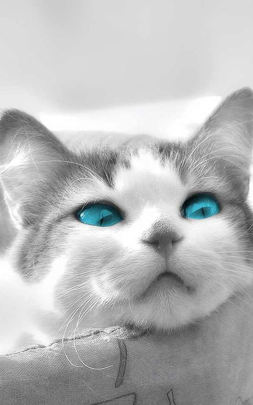 Czarno-biały kot Blue Eyes Android Tapeta na telefon HD