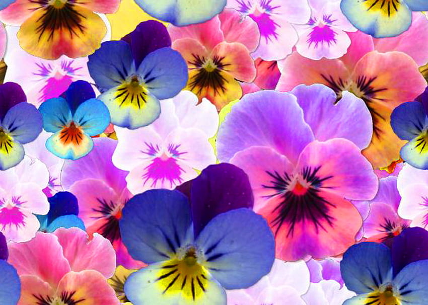 Faces of spring, blue, white, colors, spring, pansies, purple, pink, yellow, flowers HD wallpaper