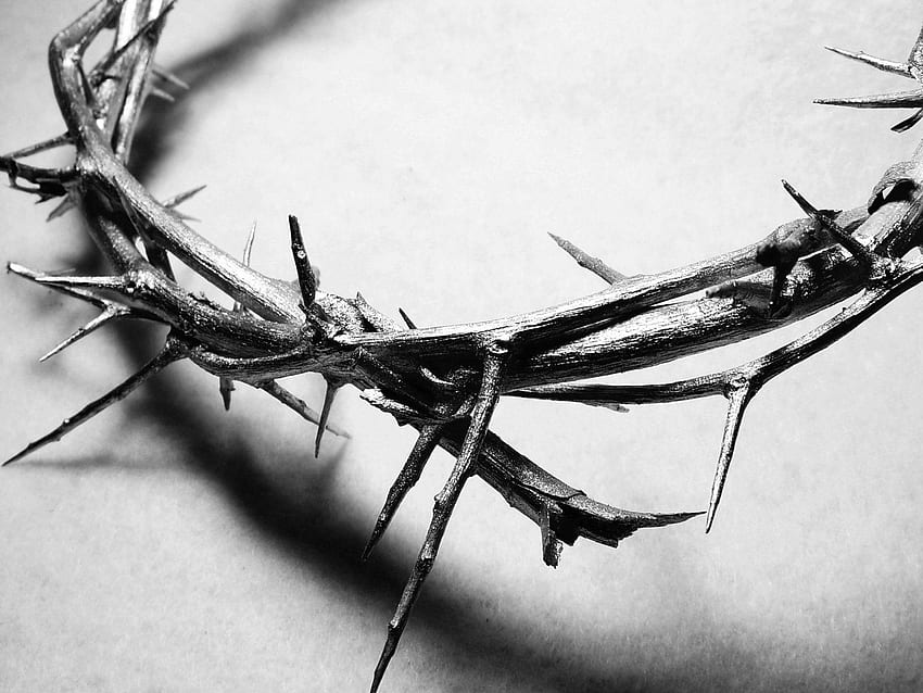 Thorn, Crown of Thorns HD wallpaper