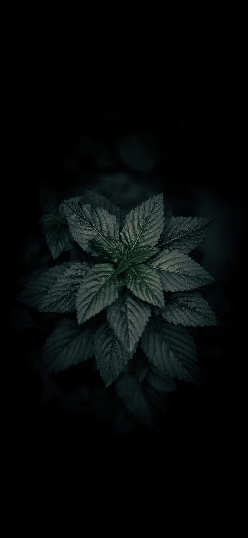 Hojas de plantas de color verde oscuro Amoled, hojas negras fondo de pantalla del teléfono