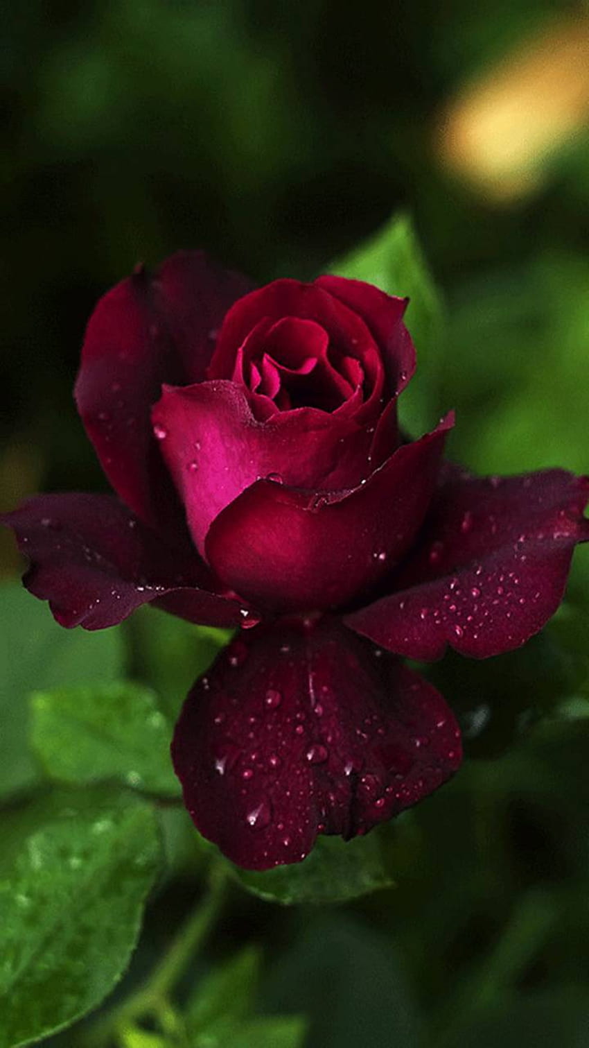 Rote Rose für Mobile - Blumen-Gif an - - , Mobile Rose HD-Handy-Hintergrundbild