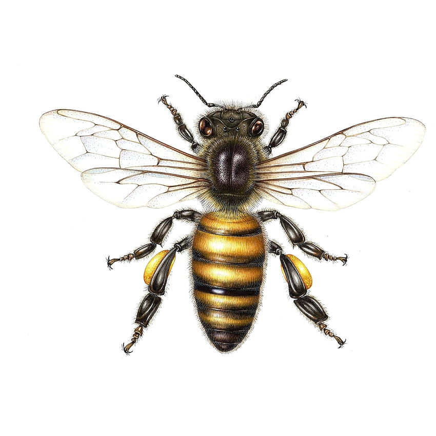 Dessin scientifique d'abeille Fond d'écran de téléphone HD