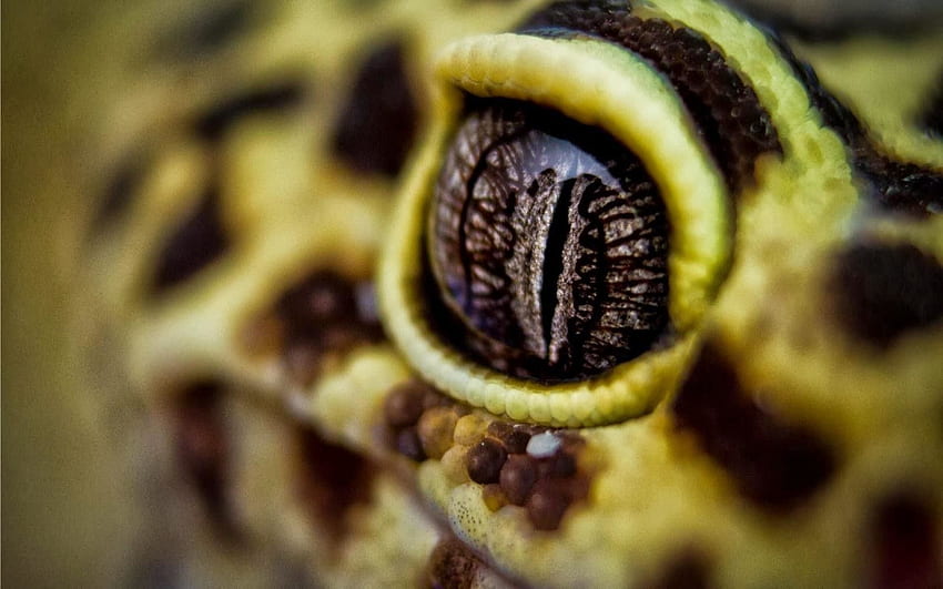 Gecko, Leopard Gecko HD wallpaper | Pxfuel