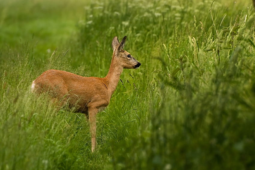 Animals, Grass, Stroll, Roe Deer, To Stand, Stand, Roe HD wallpaper