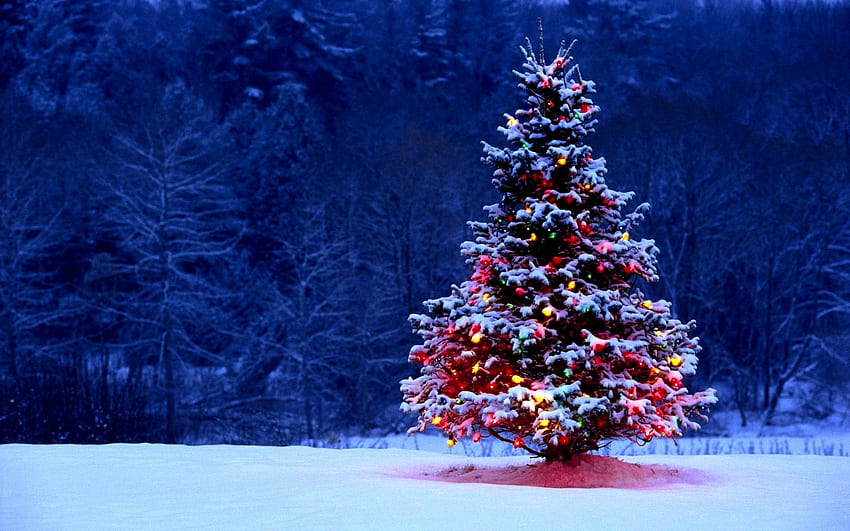 Paese Natale, Bianco, Inverno, Natale, Albero, Neve Sfondo HD