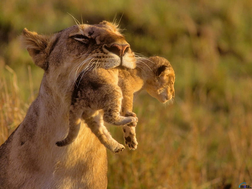 Lion cub in the jaws of a mother, mother, jaws, lion, cub HD wallpaper