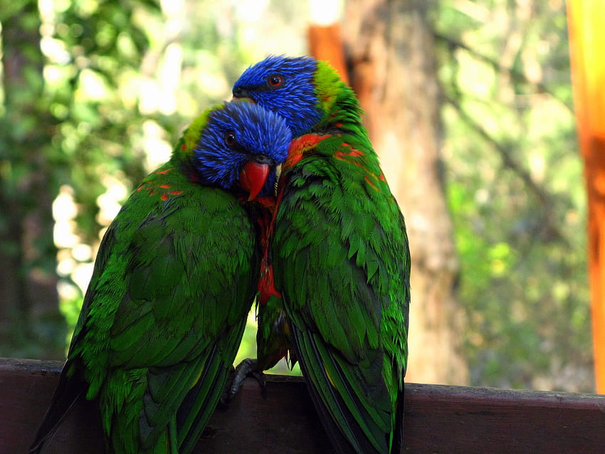 Tiere, Vögel, Papageien, Paar, Paar, Zärtlichkeit HD-Hintergrundbild