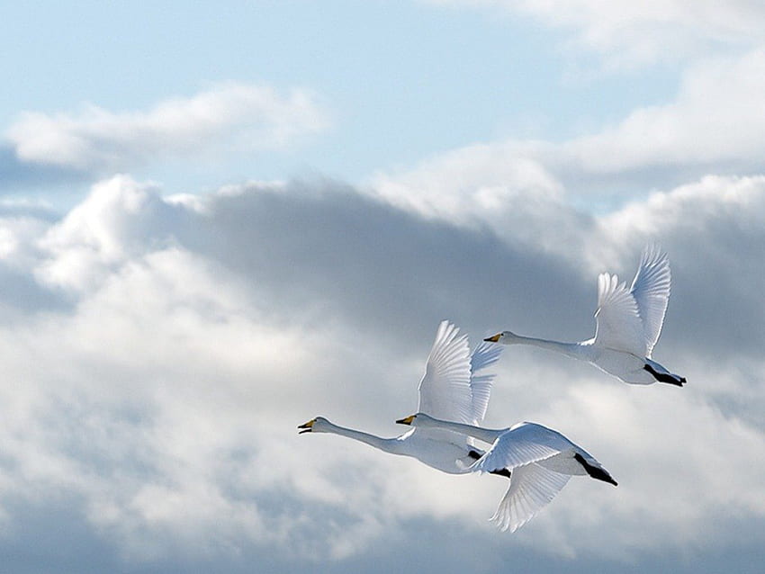 Swans in flight, bird, skies, flight, swan, cloud HD wallpaper