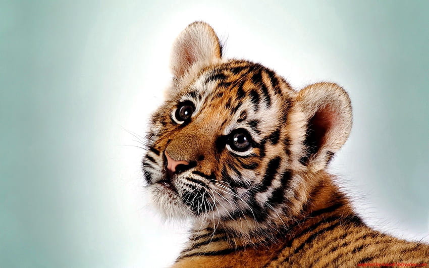 Animals, Young, Kitty, Kitten, Predator, Big Cat, Tiger, Joey HD wallpaper