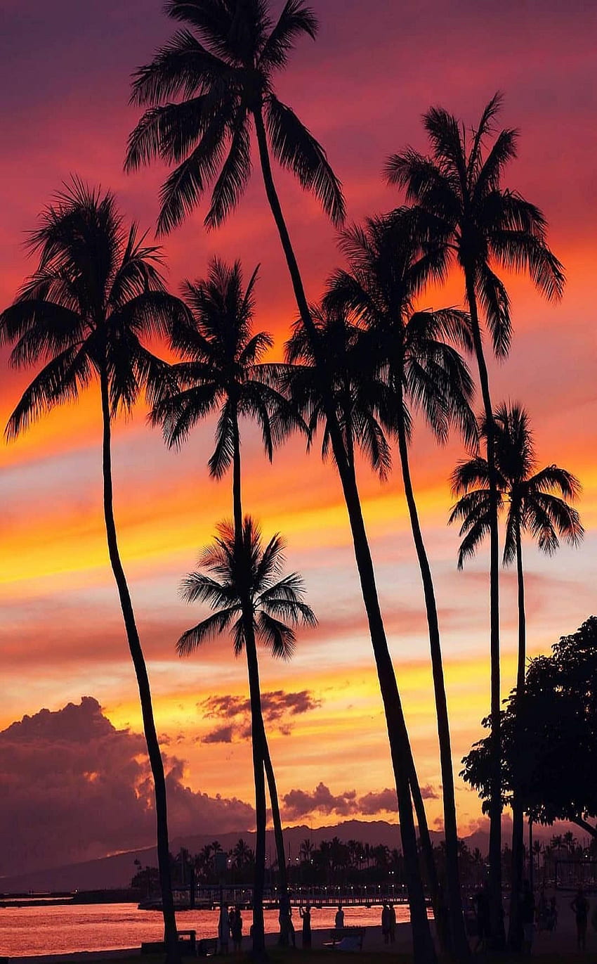 Paisagens. Sunset , Beach sunset, Palm tree sunset, Waikiki Beach HD phone wallpaper