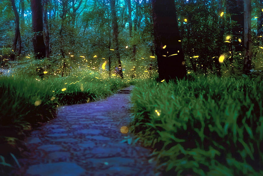 Fireflies, fantasy, firefly, jar, night, grass, HD wallpaper | Peakpx