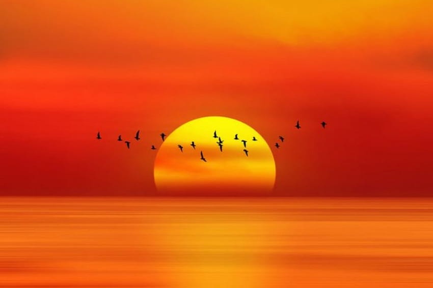 When The Sun Goes Down, sea, birds, orange color, nature, beautiful color, sun, sunset HD wallpaper