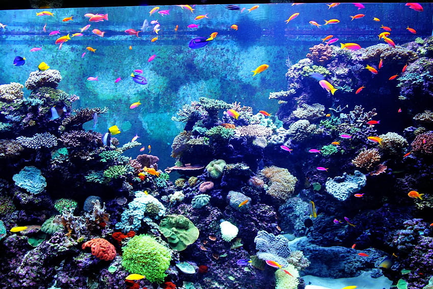 Аквариум на живо Приходи от Google Play Store 1920×1280 Аквариум (24 ).. Аквариум, морски аквариум, аквариум на живо, соленоводен аквариум HD тапет