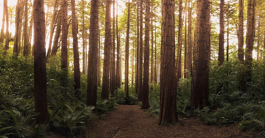침엽수 일광 환경 상록수 숲 자연 야외 경로 경치 좋은 산책로 나무 숲. HD 월페이퍼