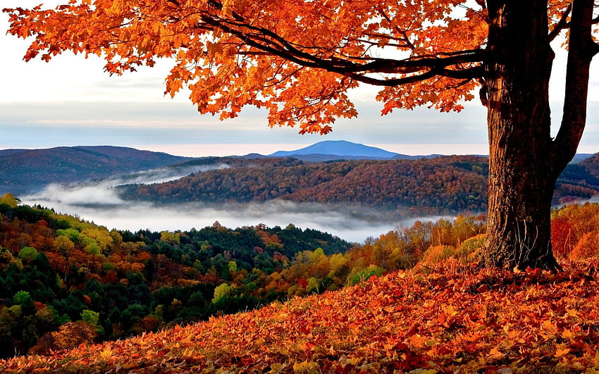 JESIENNE ZŁOTO, mgła, jesień, góry, liście, drzewo Tapeta HD